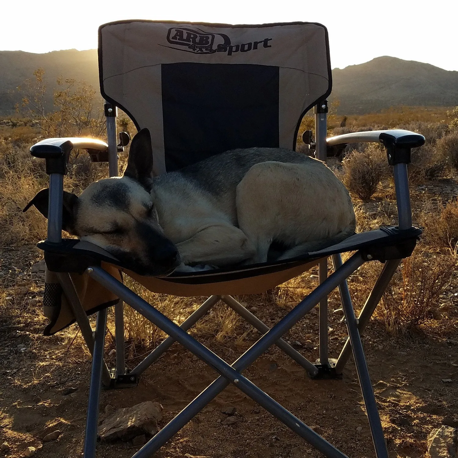 happy-trails-rental-dog-boots