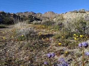 happy-trails-rental-johnson-valley-ohv-park-mojave-desert-spring-super-bloom