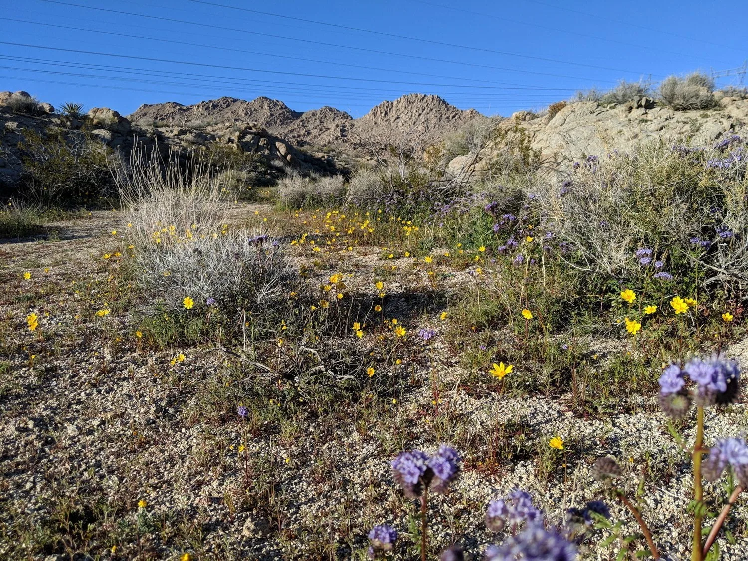 happy-trails-rental-johnson-valley-ohv-park-mojave-desert-spring-super-bloom