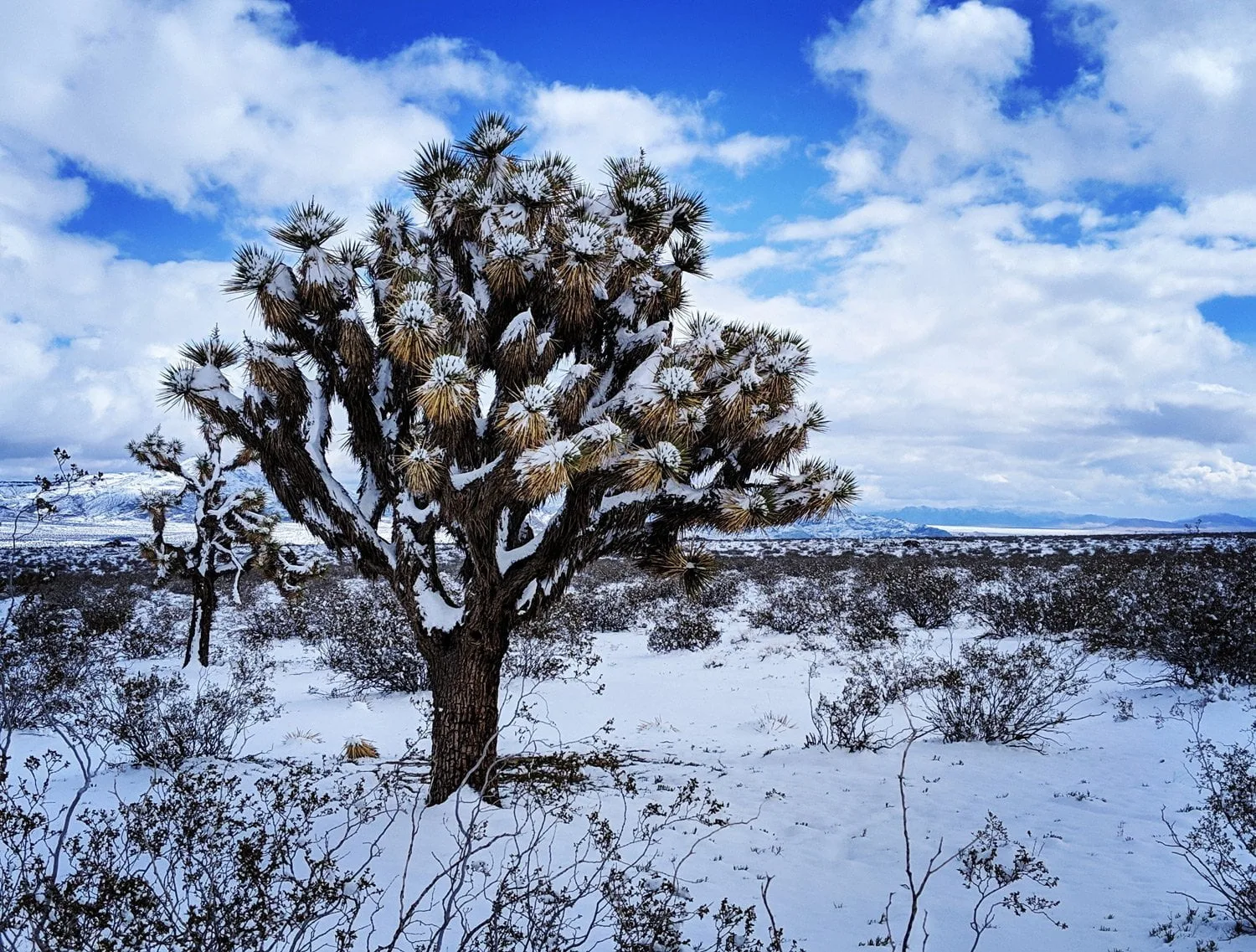 happy-trails-rental-joshua-tree-snow-johnson-valley-ohv-park-california-mojave-desert