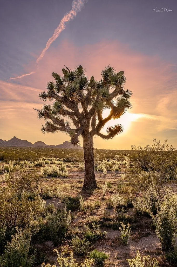 happy-trails-rental-joshua-tree