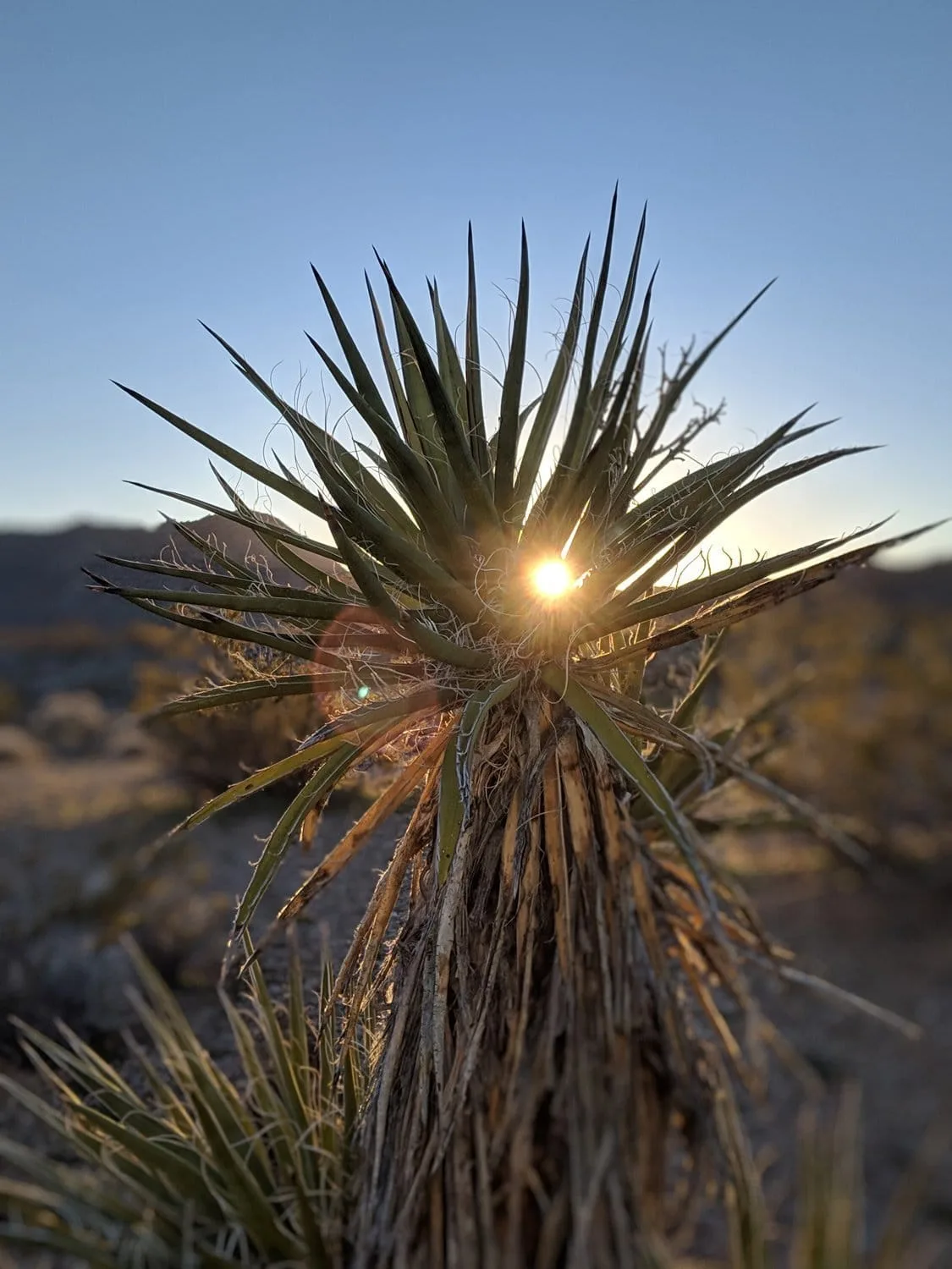 happy-trails-rental-mojave-desert-california-yucca-sunset