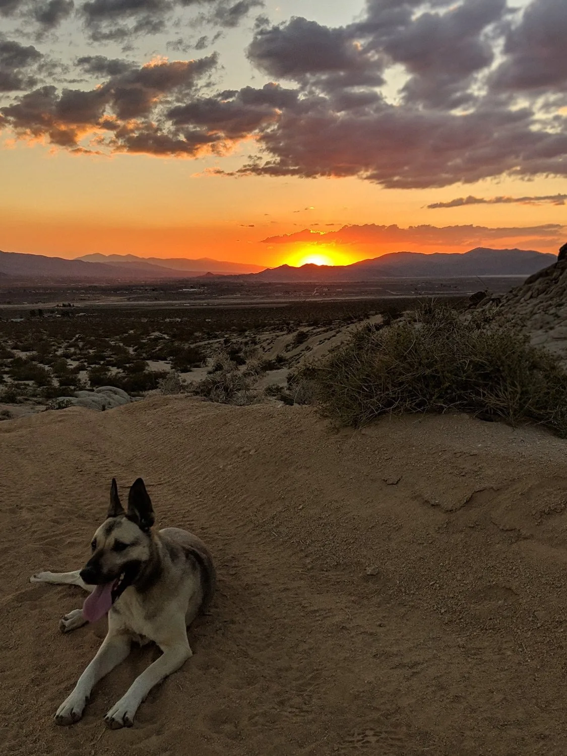 happy-trails-rental-sunset-dog-boots
