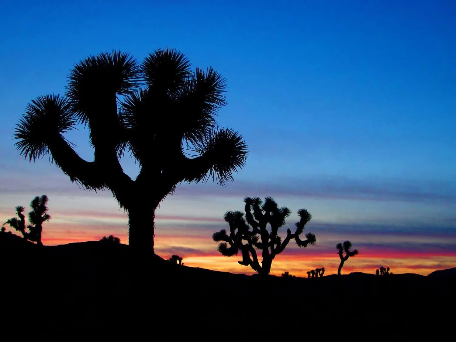 happy-trails-rental-sunset-joshua-tree