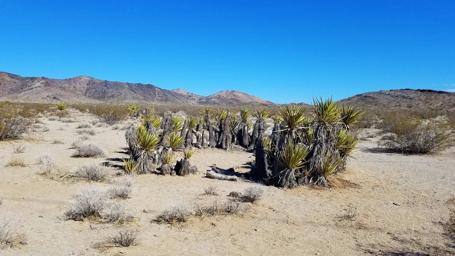 happy-trails-rental-yucca-rings