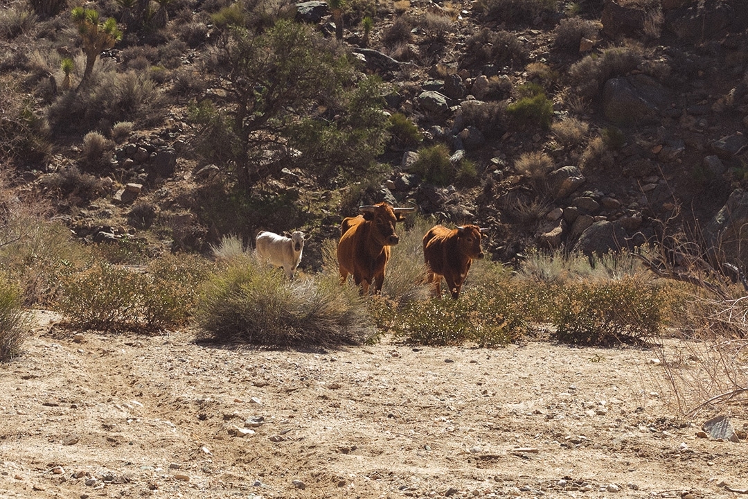 cows on atv tour rattlesnake canyon trail