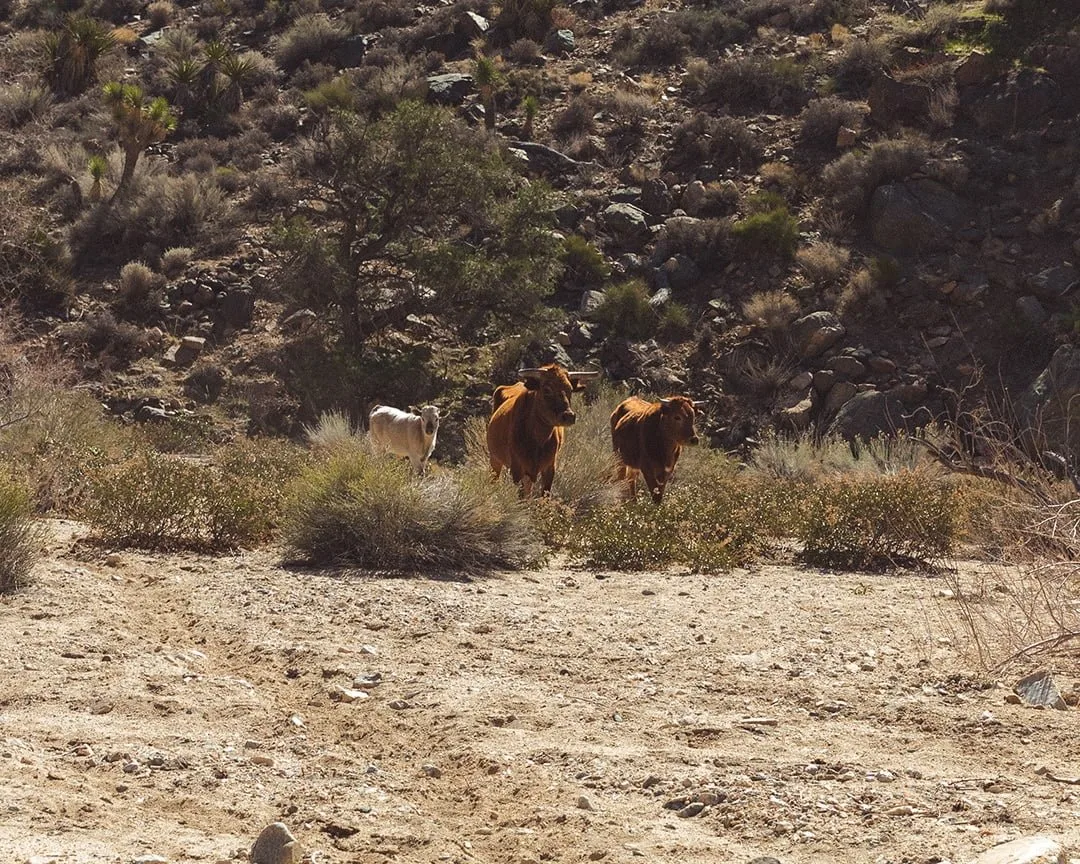 cows on atv tour rattlesnake canyon trail