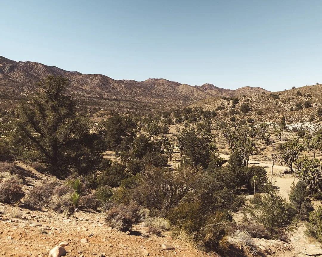 mojave desert rattlesnake canyon california
